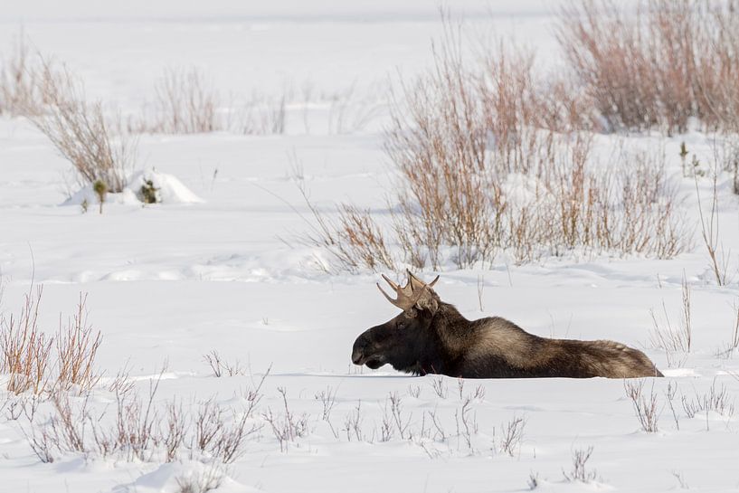 Elch ( Alces alces ) ruht im Schnee von wunderbare Erde