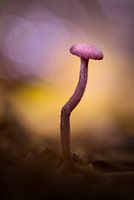 Red cabbage mushroom in the Lembeian Forests