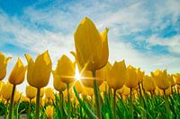 Tulipes Jaunes Ensoleillées