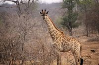 Animal: Giraffe - South Africa National Kruger Park