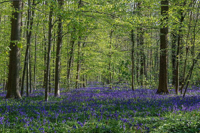 A sea of beautiful blossoming wood hyacinths in the Hallerbos bring a magical atmosphere by Kim Willems