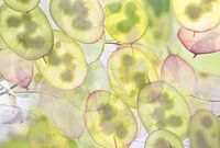 Transparence (édition créative de plusieurs photos des monnaies-du-pape)