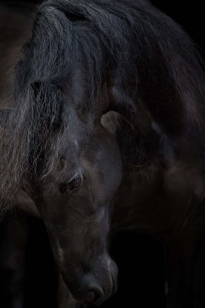 Equine Fine Art by Estelle Roelofs
