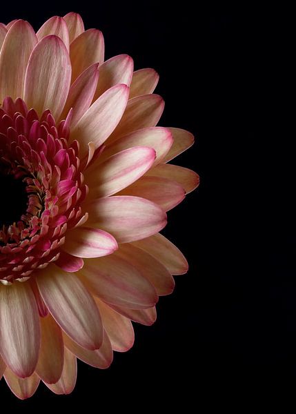 Gerbera sur le noir par Carine Belzon
