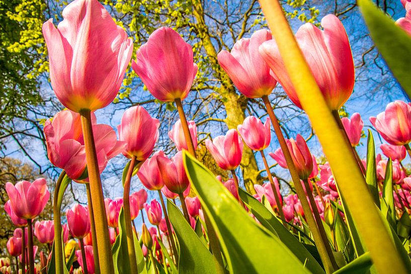 Fleurige roze tulpen von Stedom Fotografie