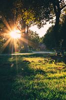 Warm evening sun shining through the trees