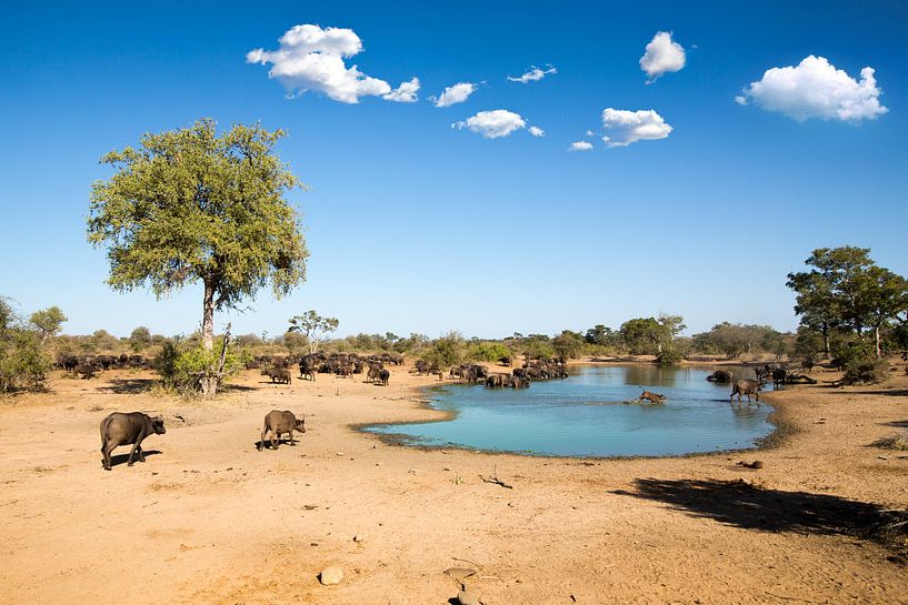 Wasserloch von Thomas Froemmel