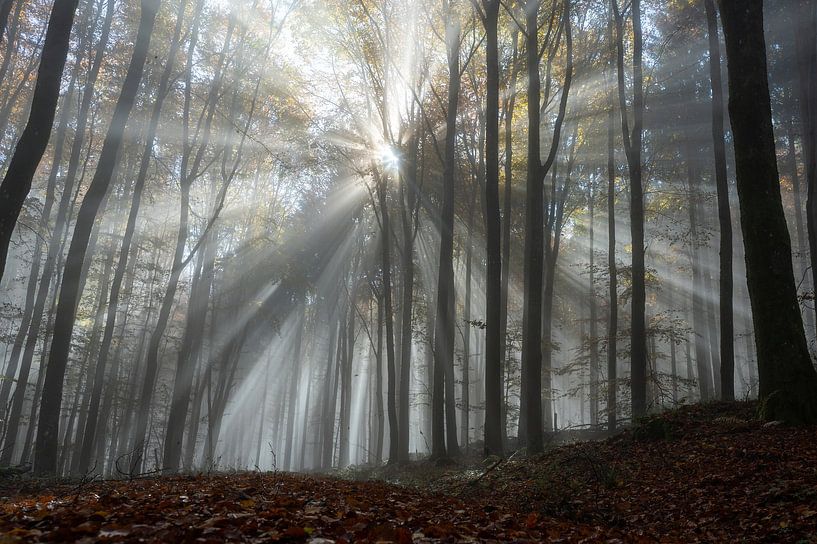 The glow of the forest by Claudia Evans