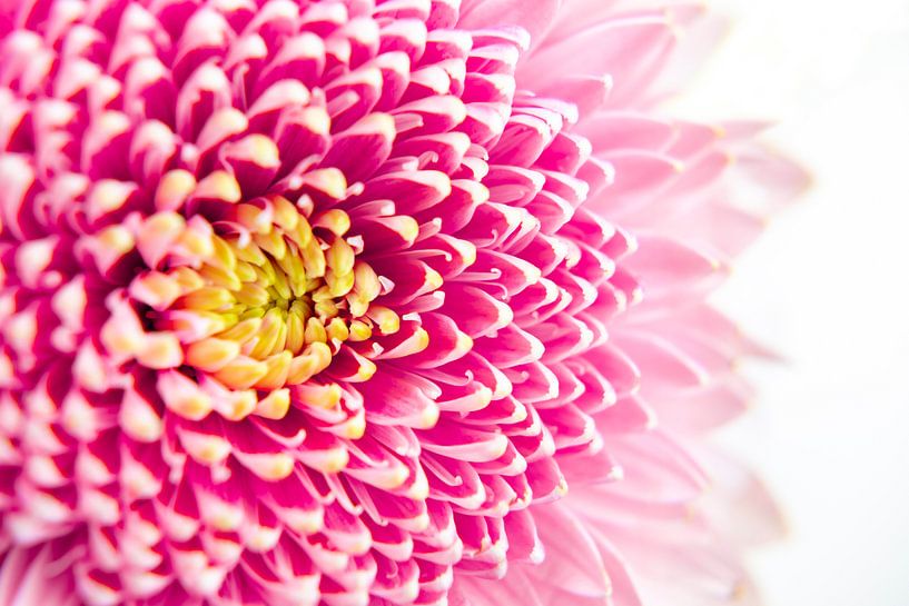 Hellrosa Blume mit gelber Mitte von Noud de Greef