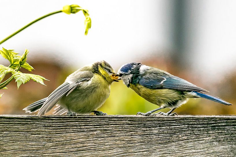 Koolmees von Henry Nijen Twilhaar