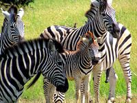 Zebra Family
