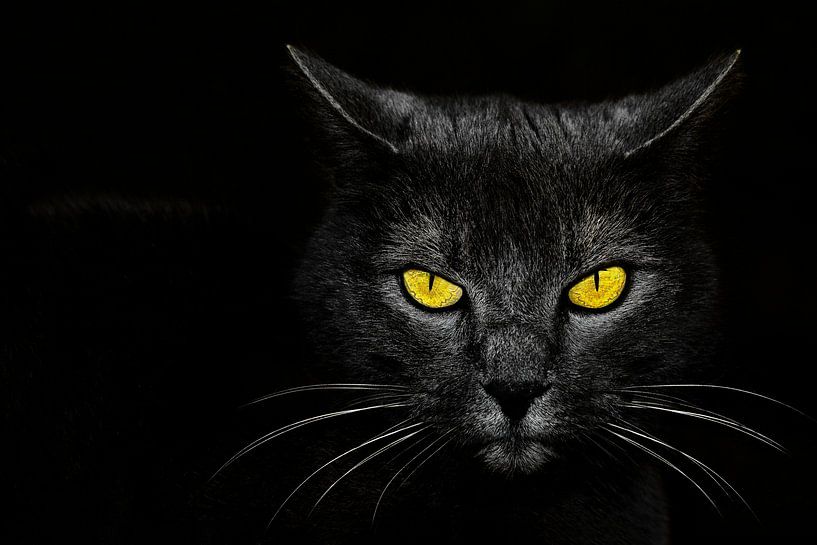 Chat noir par Davorin Baloh