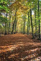 Un chemin forestier en automne