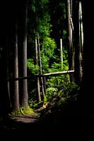 Subtropisch bos, Azoren