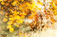 Tourbillonnez à travers les feuilles, c'est l'automne.