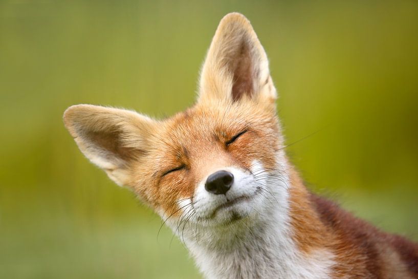 Drôle de renard - portrait de renard par Roeselien Raimond