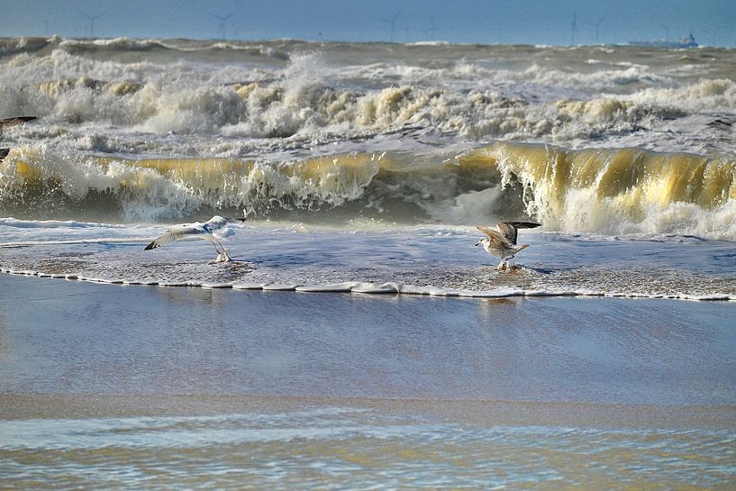 La mer et les mouettes par Peter van Rijn