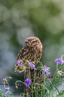 Kleine Eule zwischen schönen Blumen mit einem ruhigen Hintergrund voller Bokeh