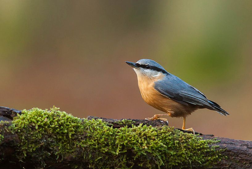 Nuthatch by Harold van den Berge