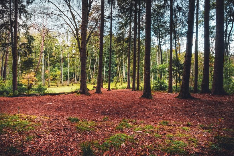 Wald im Sumpfgebiet von Skyze Photography by André Stein