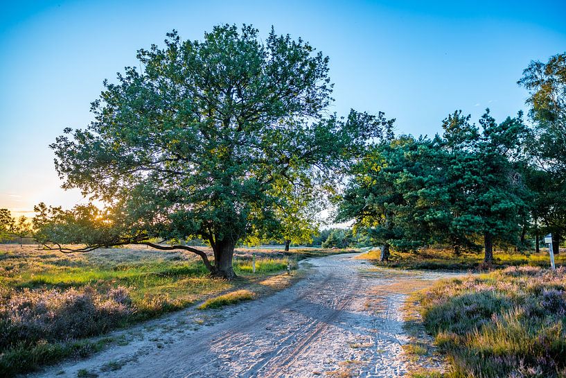 Kampina, Noord-Brabant, Netherlands by Jacky Keeris