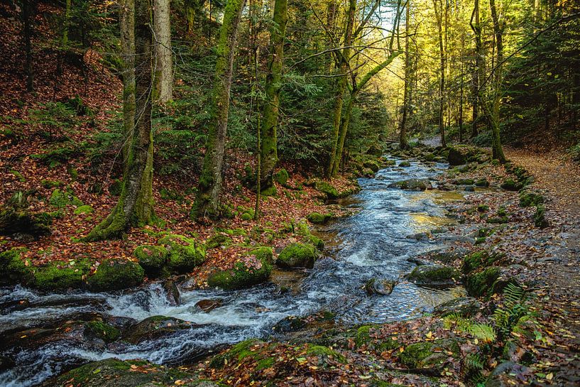 Im Schwarzwald von Hanneke Luit