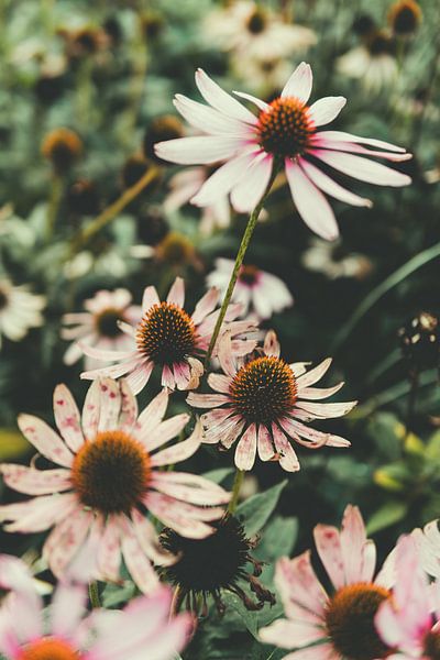 Sun hat Flower by Raaf