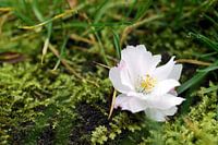 Nahaufnahme einer auf den Boden gefallenen Blüte