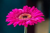 Gerbera