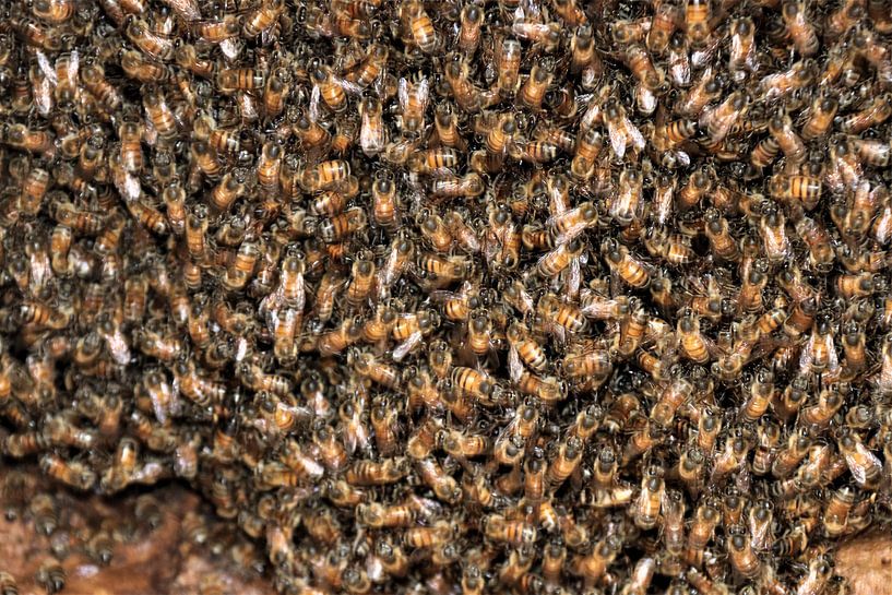 Bienenkolonie auf Bonaire. von Silvia Weenink