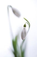 Schneeglöckchen Tango