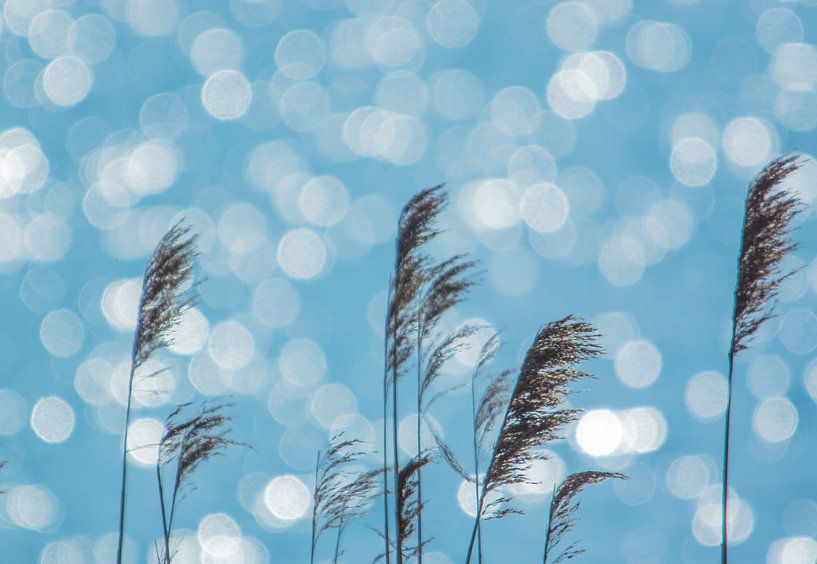 Riet par Sjoukelien van der Kooi