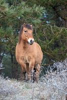 Pony in Noordhollands Duinreservaat