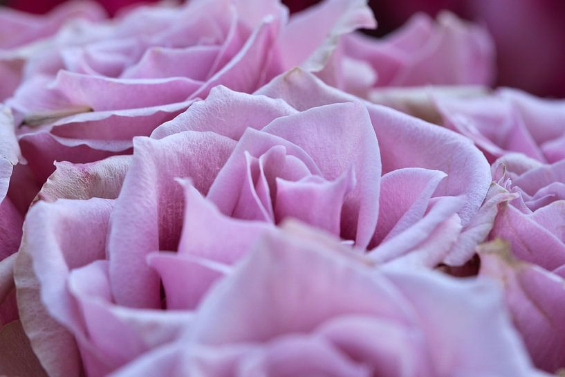 Nahaufnahme einer Rose in voller Blüte, leuchtende Farben, feine Texturen. von Martin Köbsch