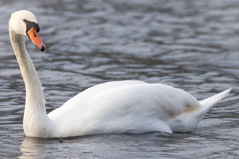 Höckerschwan von Goffe Jensma