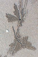 Art at low tide on the beach, made by mother nature.