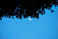 See the stars past the trees