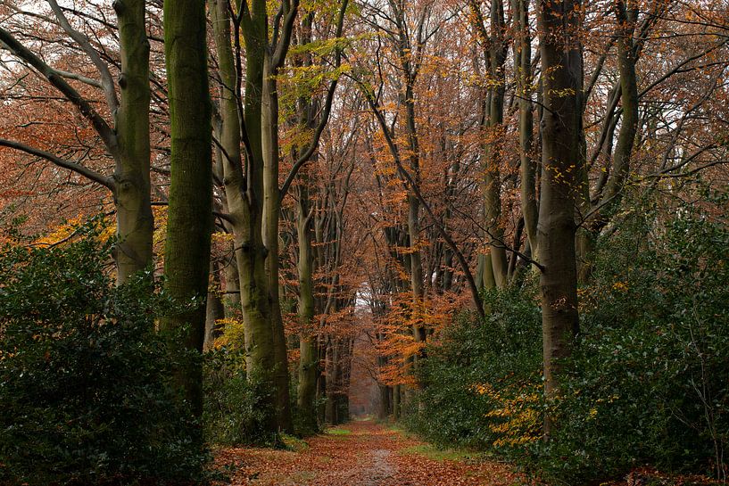 Herbst auf der Veluwe in dieser schönen Gasse bei Uddelermeer von Esther Wagensveld