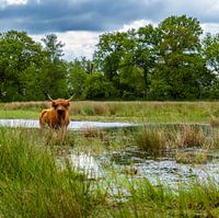 Highlander écossais dans la campagne de Drenthe