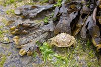 Crab seaweed Renesse