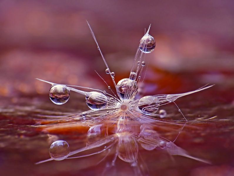 Soft Surprise (Dandelion with drops) by Caroline Lichthart