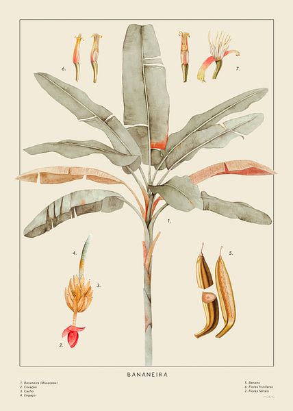 Bananenposter Bege von MAR Illustrations and Design