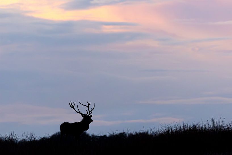 Sillhouette of a Red deer in the blue hour on a knoll by Ria van den Broeke