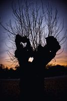 Vieux saule têtard dans le Bas-Rhin