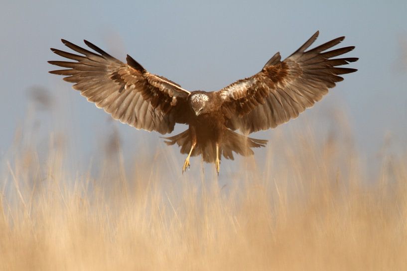 Rohrweihe von Menno Schaefer