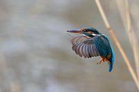 kingfisher in flight