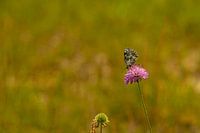 Schmetterling sitzt auf einer Blüte