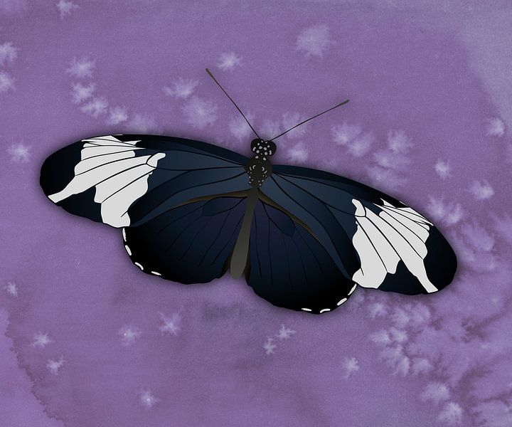 The heliconius sapho butterfly by Bianca Wisseloo