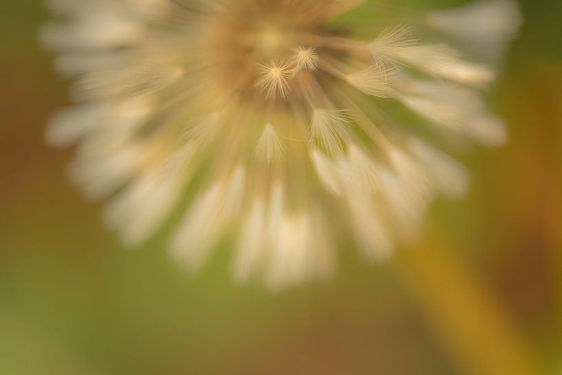 Detail Löwenzahn von Moetwil en van Dijk - Fotografie