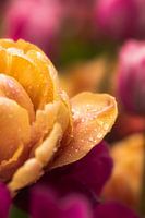 Tulipes roses avec gouttes de pluie